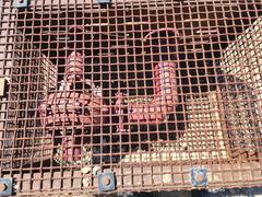 2024 PARMA Water Lifter Chopper Pump - Image 7