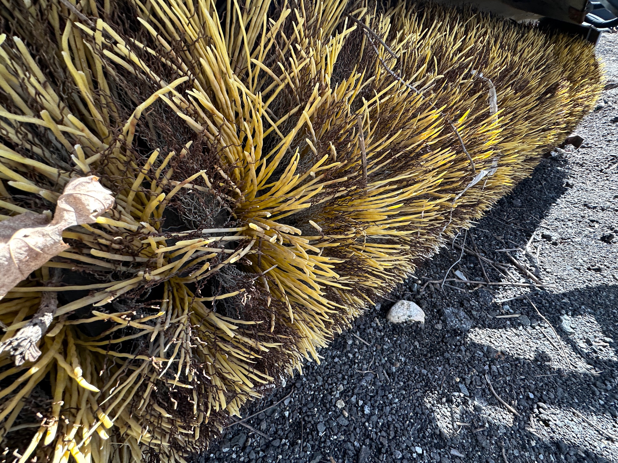 2004 CATERPILLAR BA25 Broom - view 11 of 18