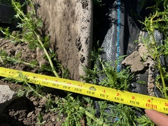 2014 CATERPILLAR D8T - Image 35